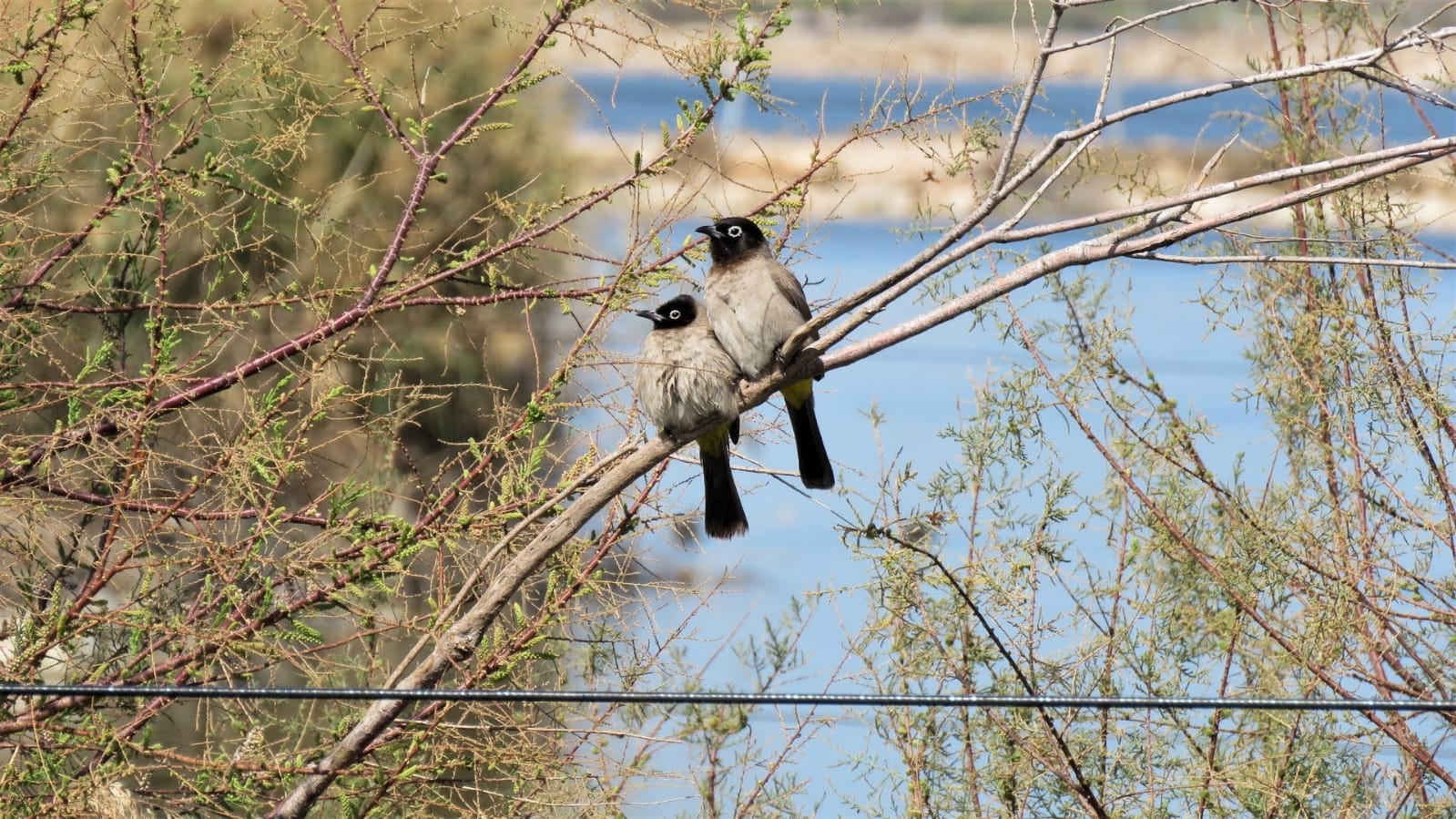Сладкая парочка бульбулей