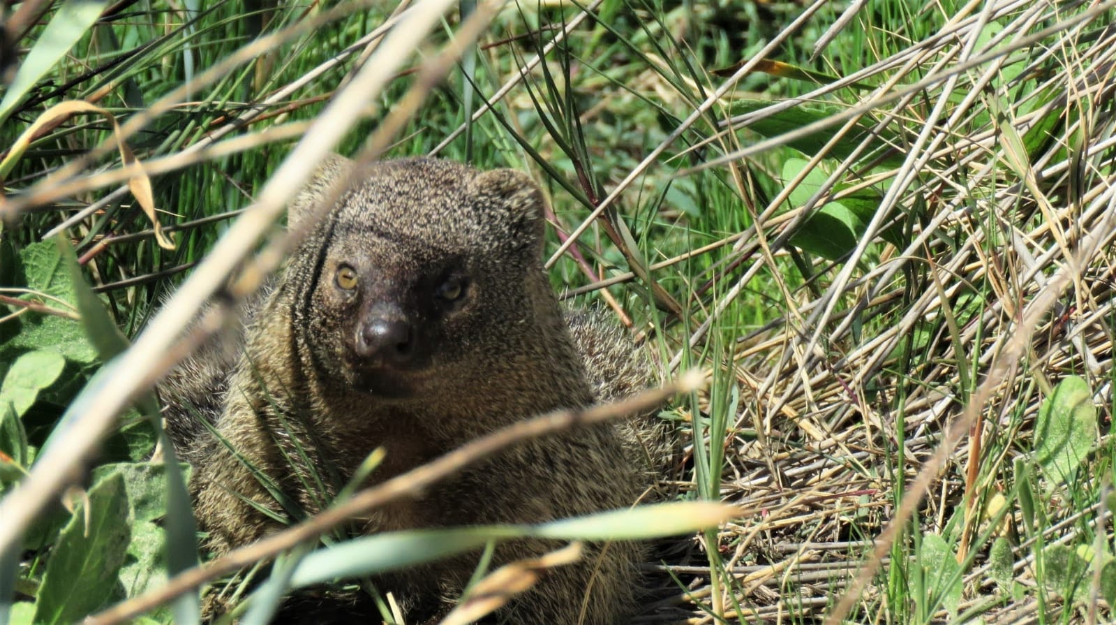 Египетский мангуст