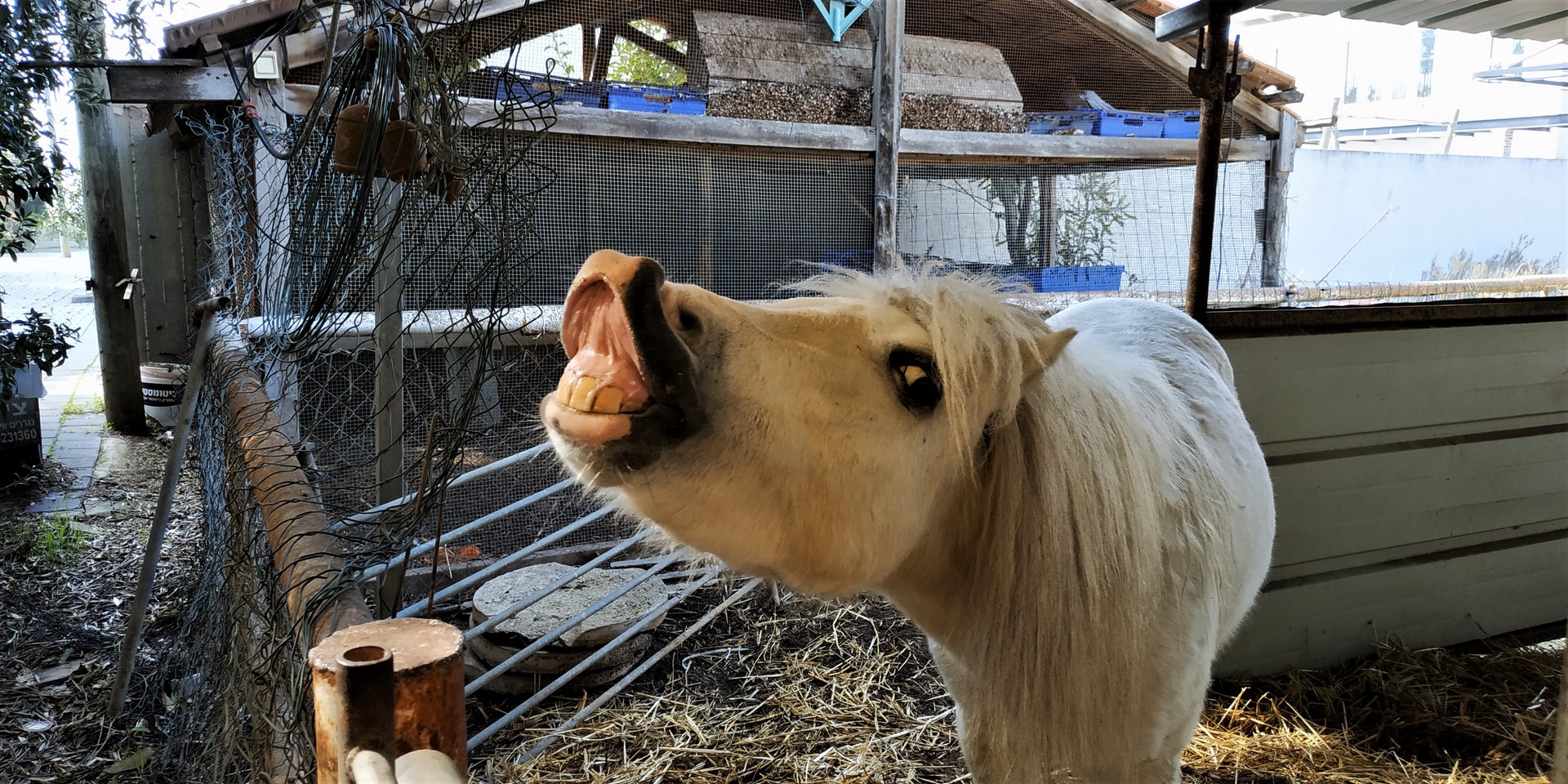 Улыбка лошадки