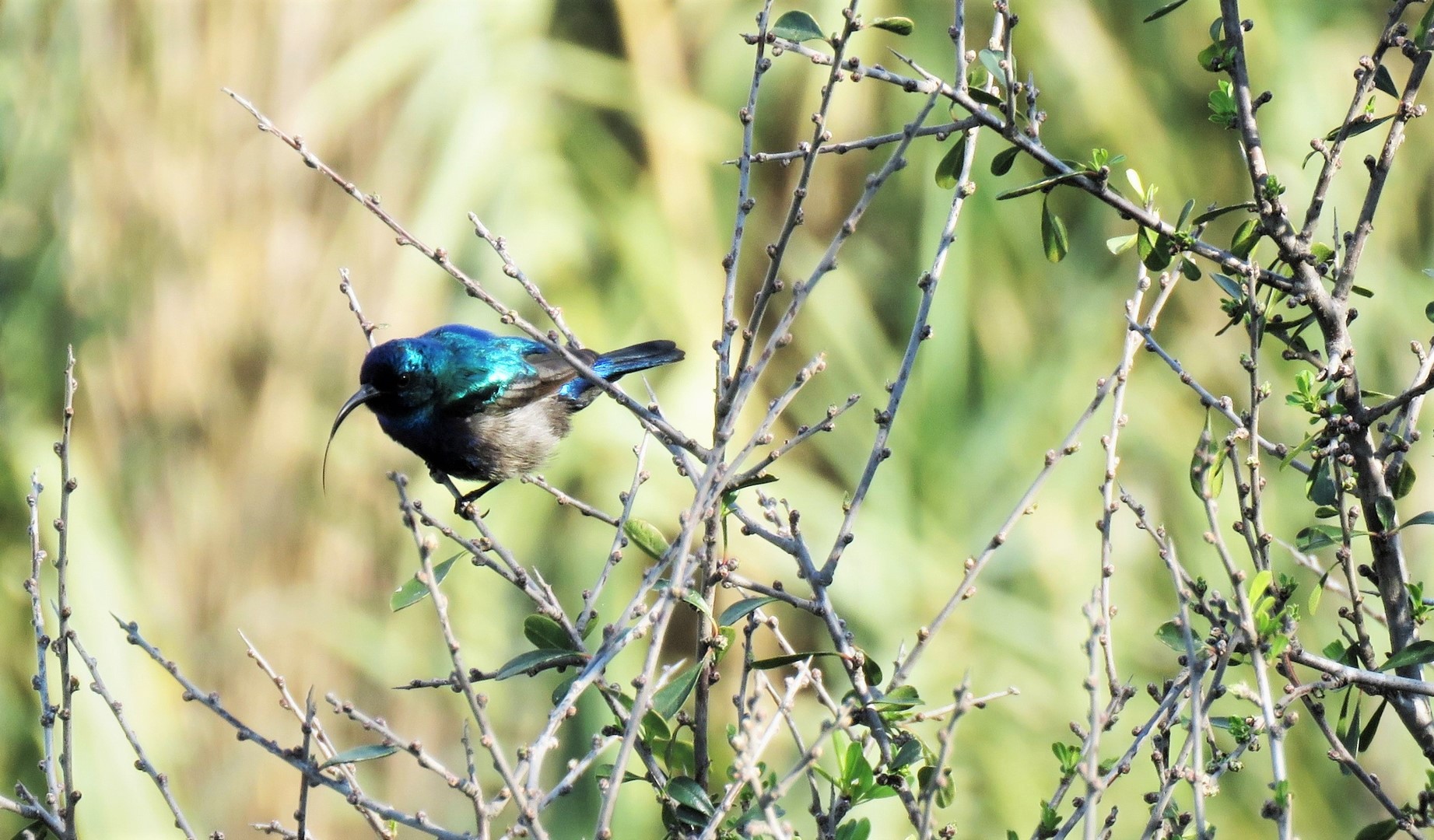 Палестинская нектарница