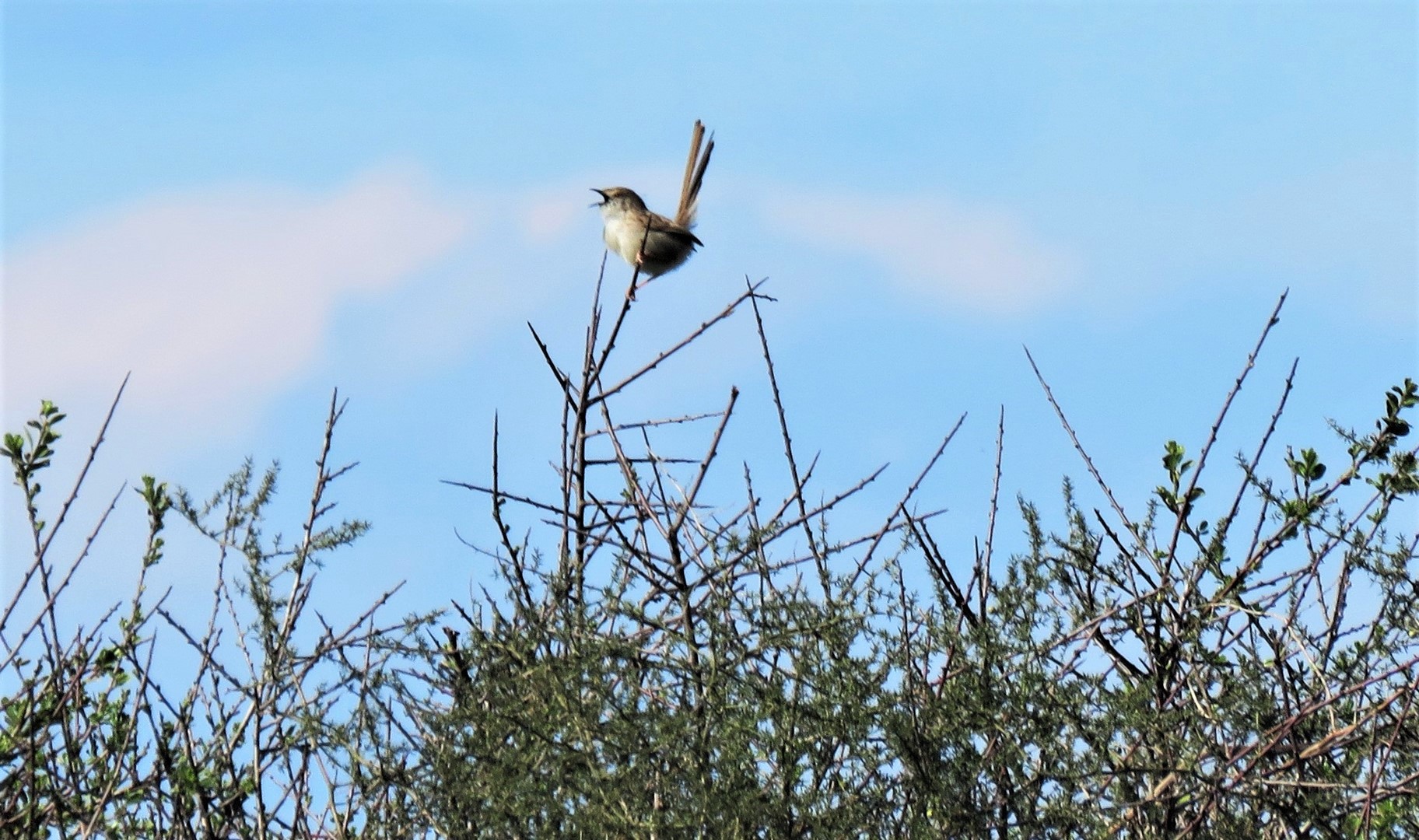 Приния изящная.