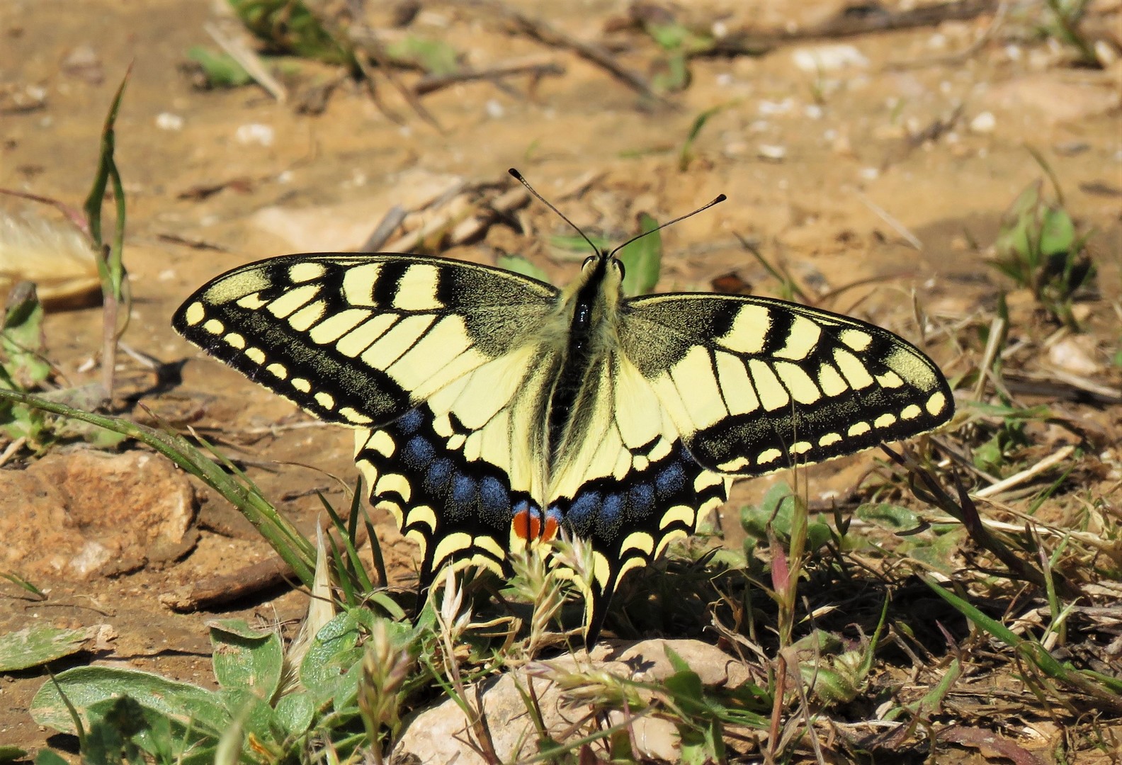 Махаон - дневная бабочка