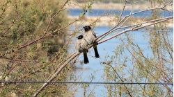 Сладкая парочка бульбулей