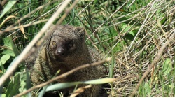 Египетский мангуст