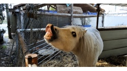 Улыбка лошадки