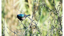 Палестинская нектарница