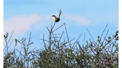 Приния изящная.