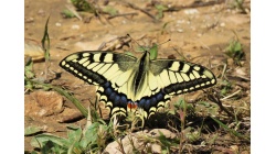 Махаон - дневная бабочка